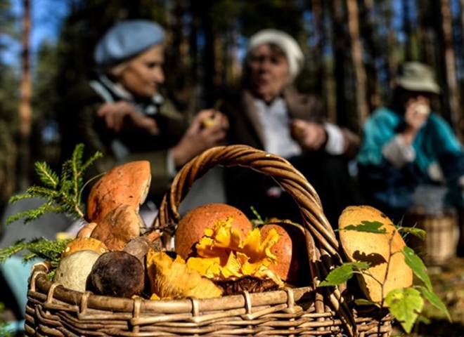 Грибной сезон в центре России начнется со следующей недели