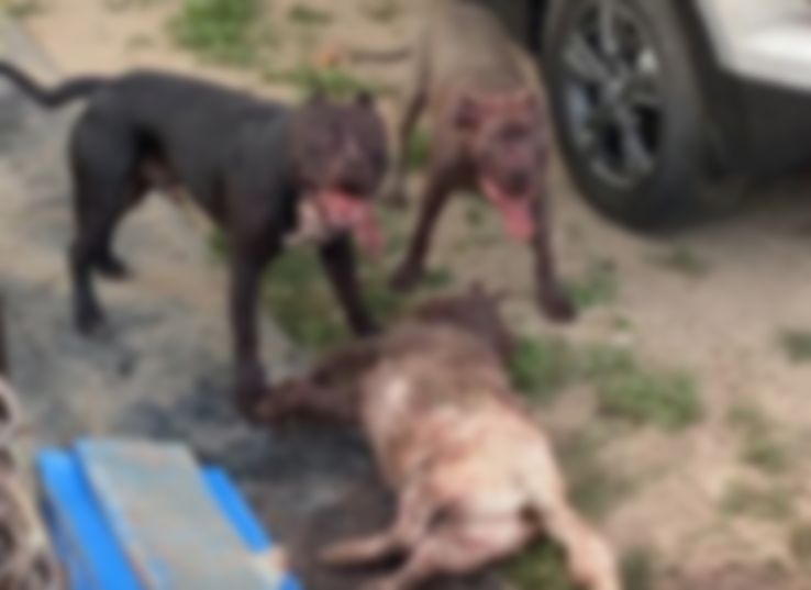 В Рязани питбули, выпущенные хозяином на улицу, разорвали собаку