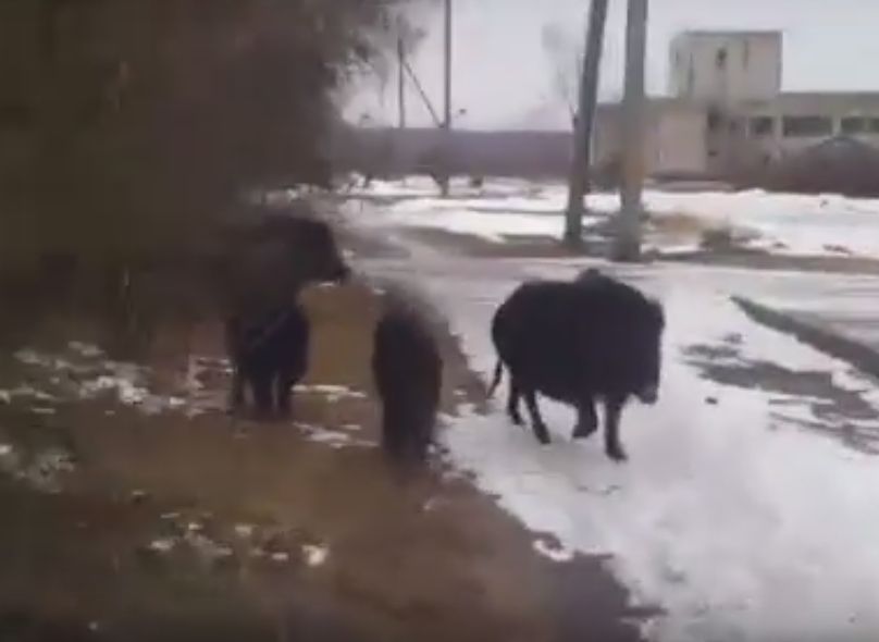 В деревню на границе Рязанской и Владимирской областей пришла стая кабанов (видео)