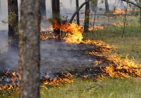В Рязанском районе ликвидирован лесной пожар