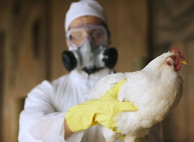 Роспотребнадзор сообщил о вспышке птичьего гриппа в Подмосковье