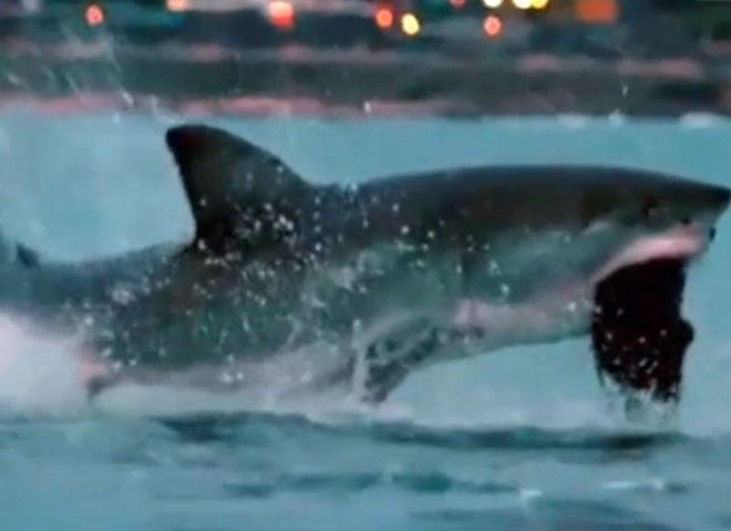 Майкл Фелпс проиграл заплыв белой акуле (видео)