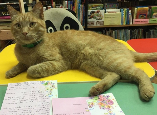 В Тверской области убили кота-библиотекаря Степана
