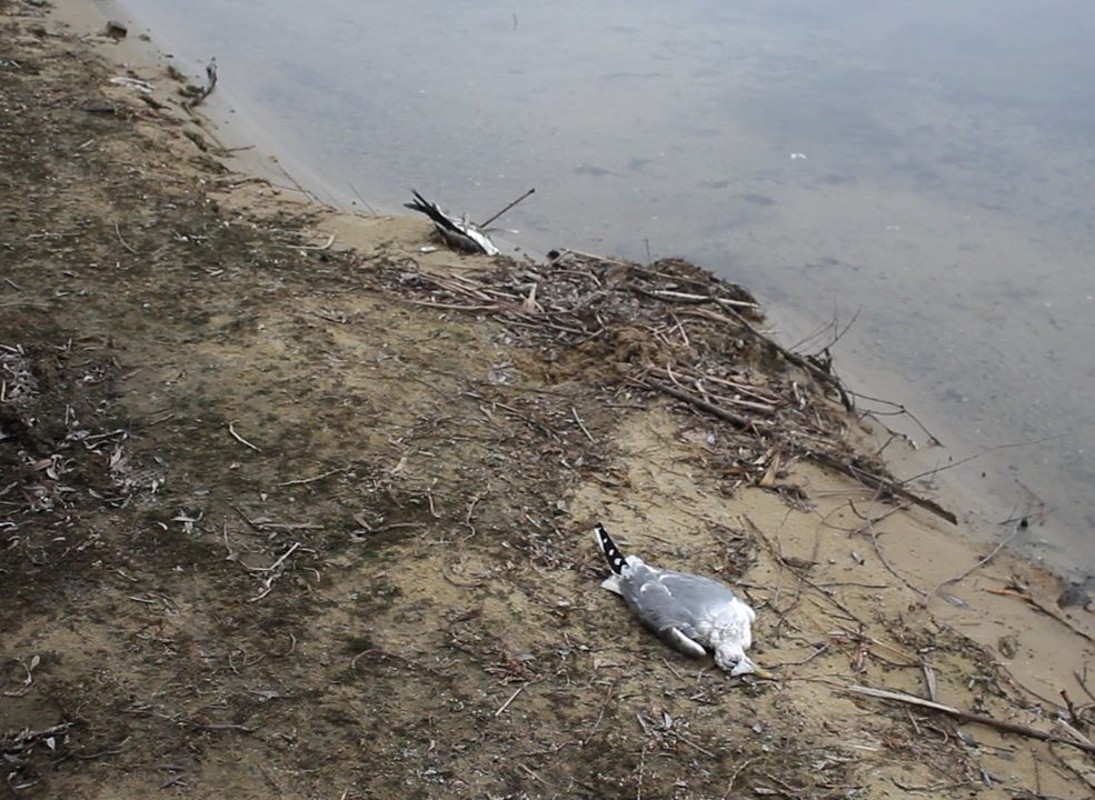 В Рязани зафиксирована массовая гибель птиц