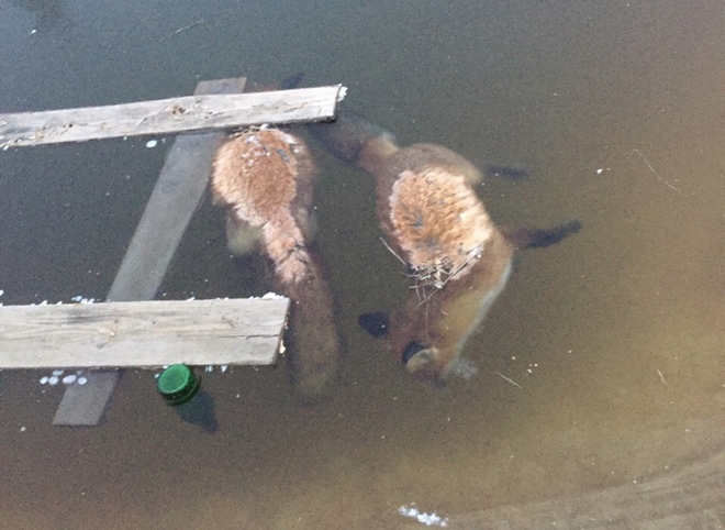 В пруду в Рязанской области обнаружили трупы лис