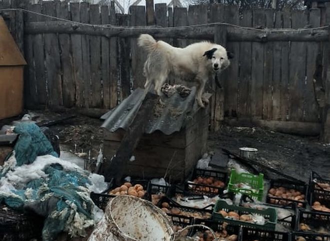Зоозащитники показали жуткие условия содержания собак приюта в Сасове