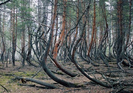 Тайны шиловского Пьяного леса. Репортаж из аномальной зоны
