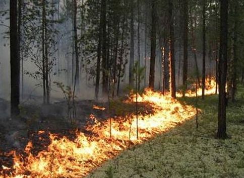 Лесной пожар у полигона Сельцы локализован