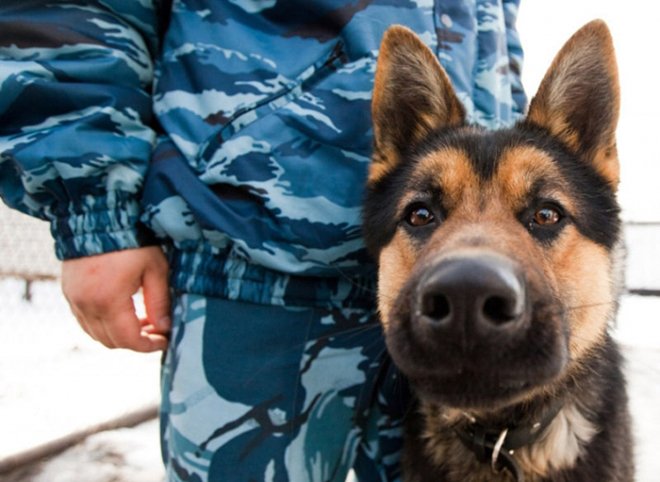 В Рязани служебная собака помогла раскрыть преступление