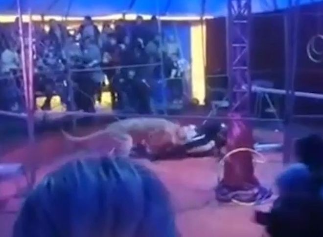 В Новосибирской области львы напали на дрессировщика во время представления