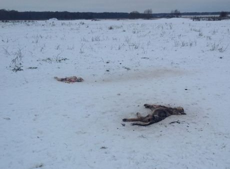 На рязанской ферме застрелили щенков