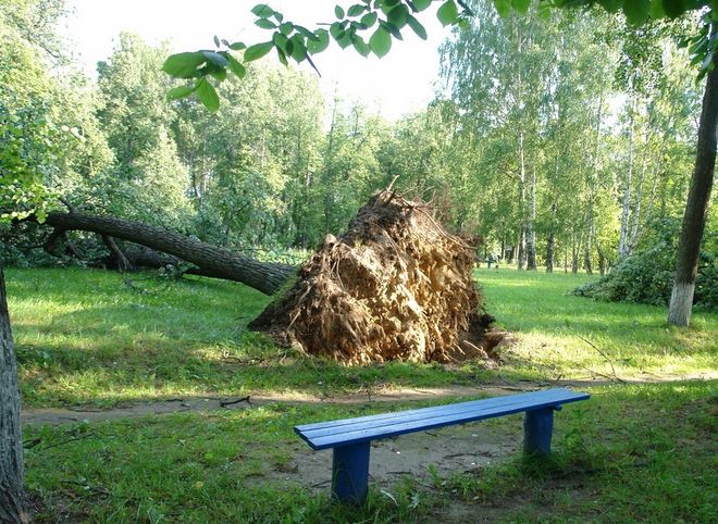 В Ермиши ночной ураган повалил деревья