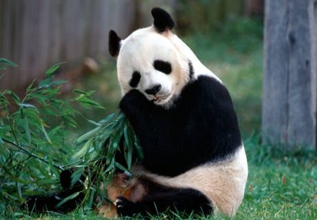Большую панду исключили из списка вымирающих видов