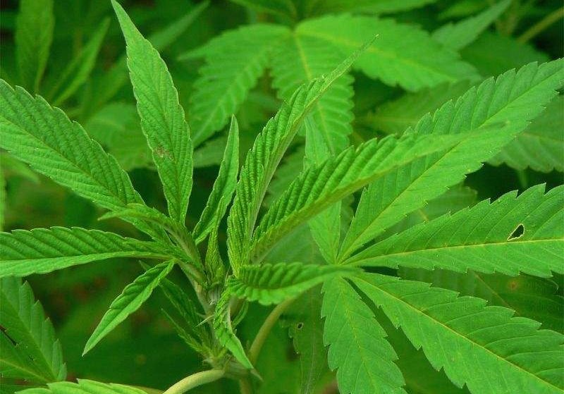 В Ряжске полиция конфисковала полкило марихуаны