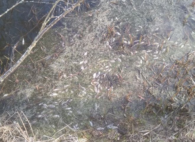 В Старожиловском районе зафиксировали массовую гибель рыбы