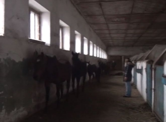 Опубликовано видео с Рязанского конезавода, на котором гибнут лошади