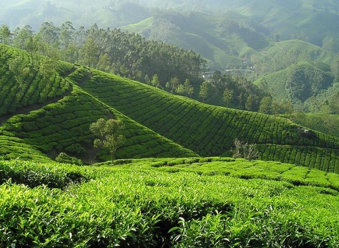 Индия возобновила экспорт чая и продовольственных товаров в Россию