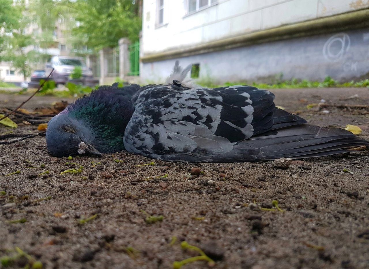 Соцсети: в Рязани голубей поразила неизвестная болезнь
