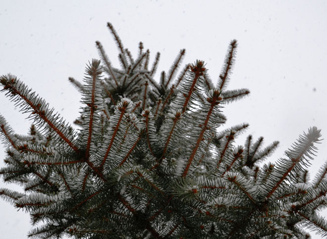 В субботу в Рязанской области ожидается снег