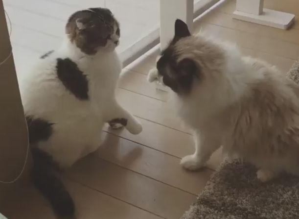 Видео «ленивой драки» двух котов взорвало интернет