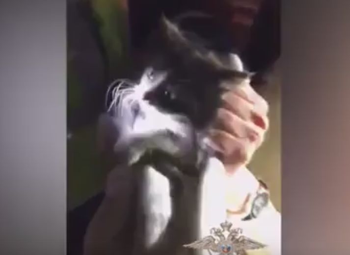В Москве гаишники спасли котенка (видео)