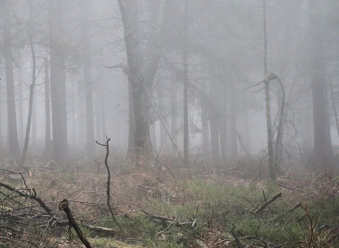 МЧС предупредило о тумане в Рязанской области