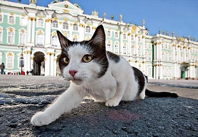 В Санкт-Петербурге отпразднуют День котов