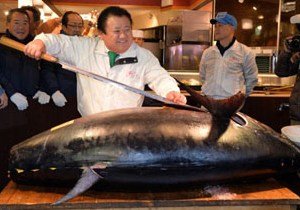 В Токио за голубого тунца выложили 37,5 тыс долларов