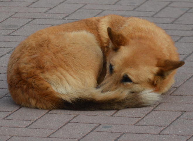 В Рязани уроженец Калмыкии оштрафован за убийство бездомной собаки