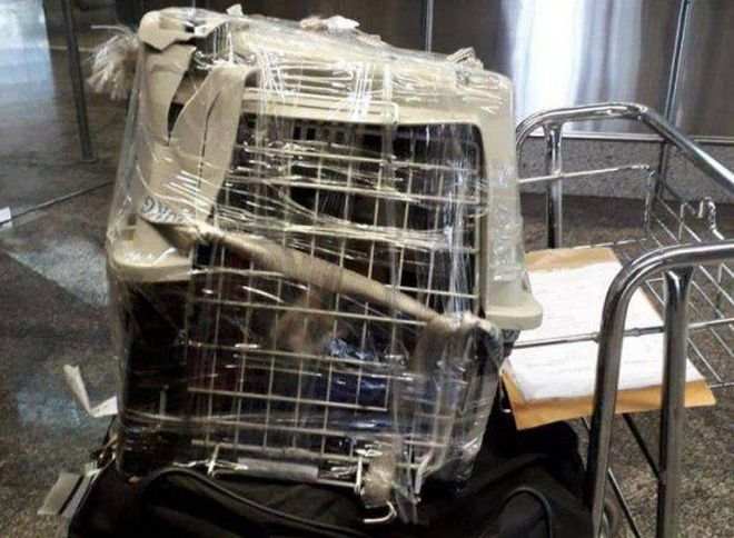 В «Аэрофлоте» опровергли информацию о повреждении переноски с собакой