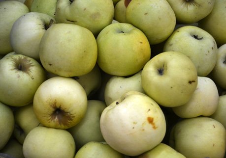 Россельхознадзор уничтожил 35 кг яблок из Польши