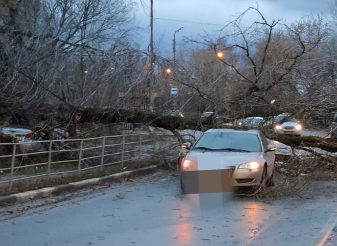 На улице Ситниковской на дорогу упало дерево