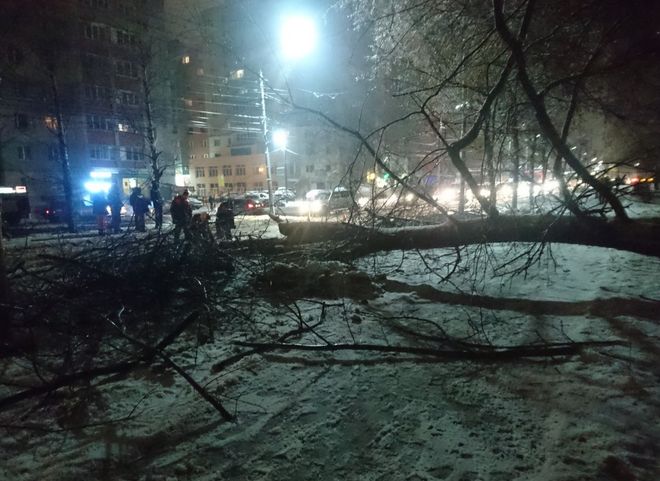 На улице Народный бульвар дерево упало на дорогу