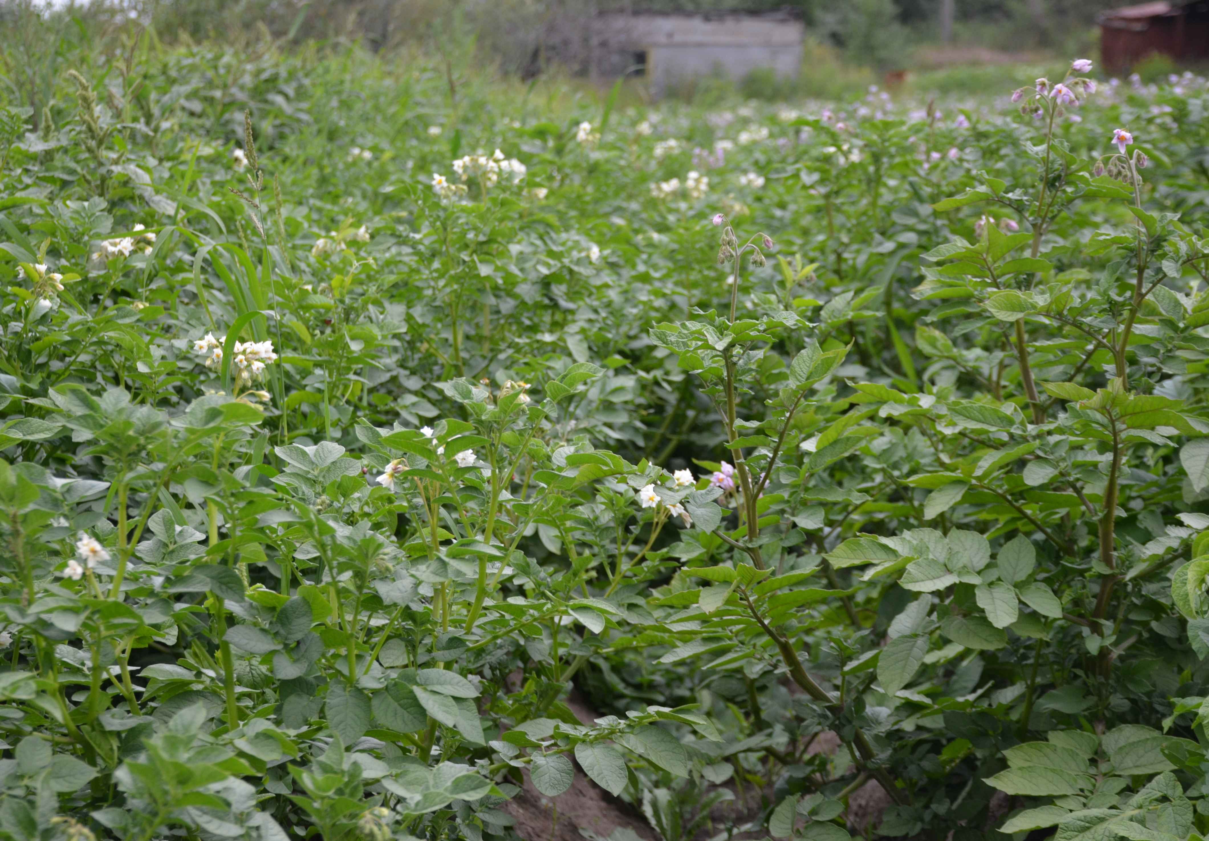Рязанцы пытались украсть тонну картошки в Тульской области
