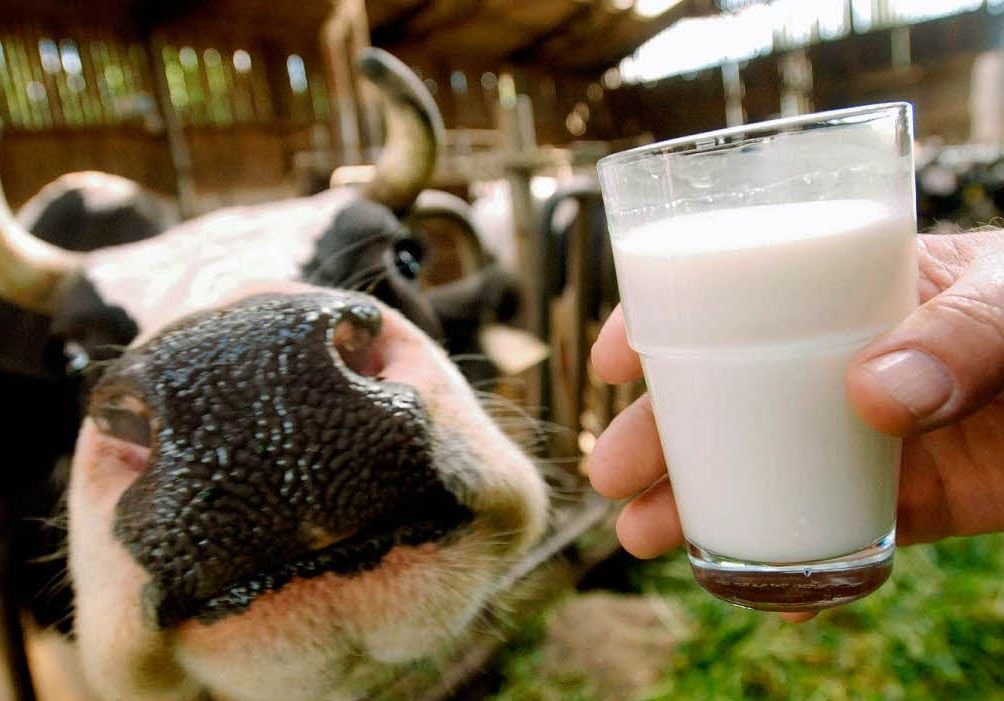 В Рязани увеличат субсидии на молочное животноводство