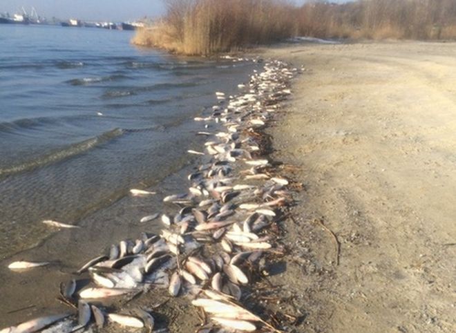 В реке Дон произошла массовая гибель рыбы