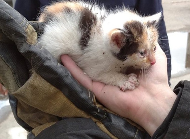 Сараевские пожарные спасли котенка, застрявшего в вагоне поезда