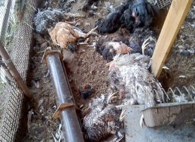 Жители Дягилева сообщили о неизвестном животном, убивающем домашних птиц