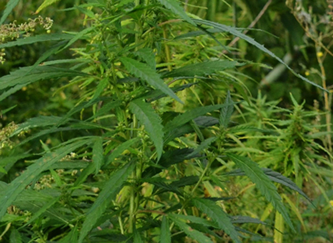 Рязанец хранил у себя дома более килограмма марихуаны