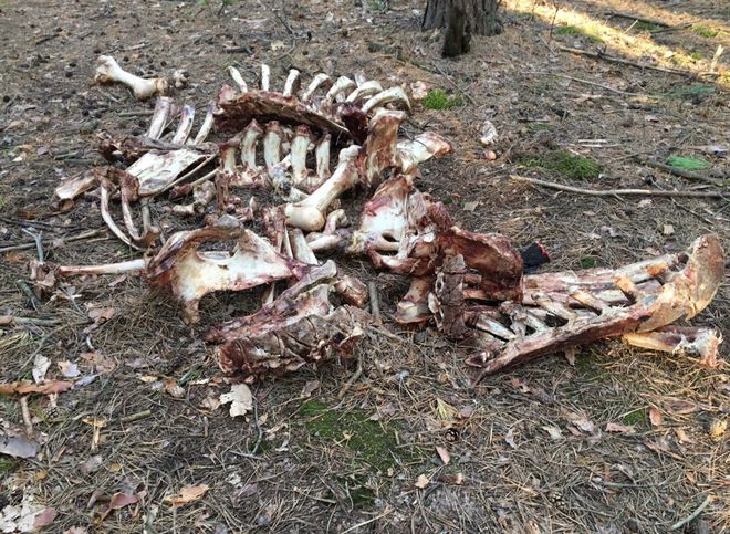 Соцсети: в солотчинском лесу выбрасывают останки животных
