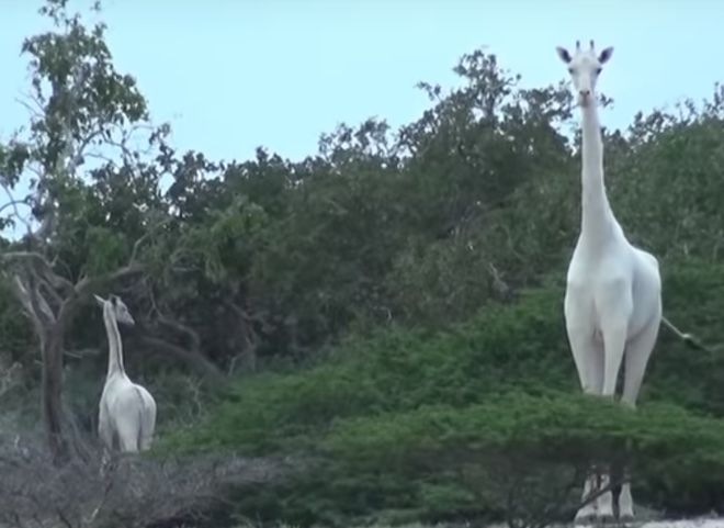В Кении нашли останки двух редких белых жирафов