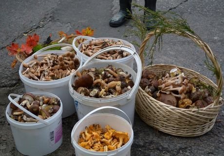 Победители фестиваля собрали больше 100 кг грибов