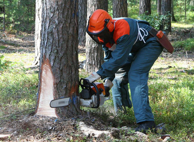 Рязанского депутата осудили за незаконную вырубку лесных насаждений