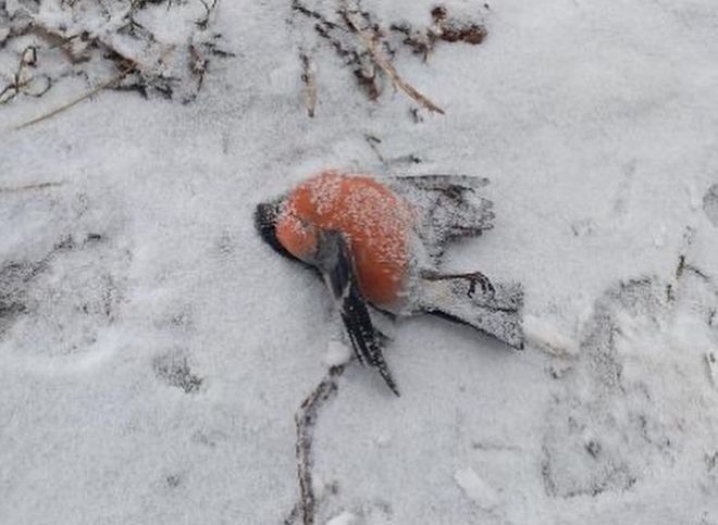 В Рязани обнаружили мертвого снегиря