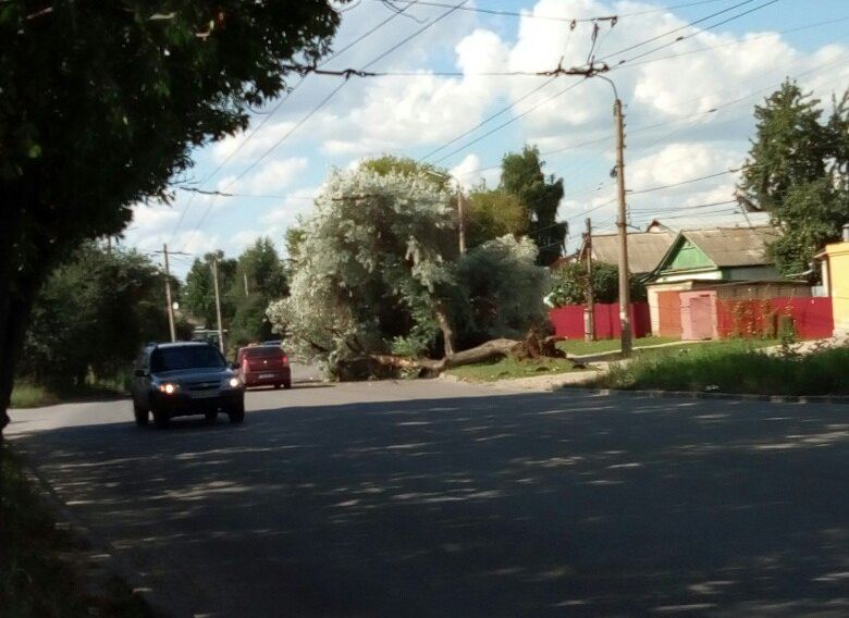 ГИБДД: дерево на улице Островского само упало на грузовик