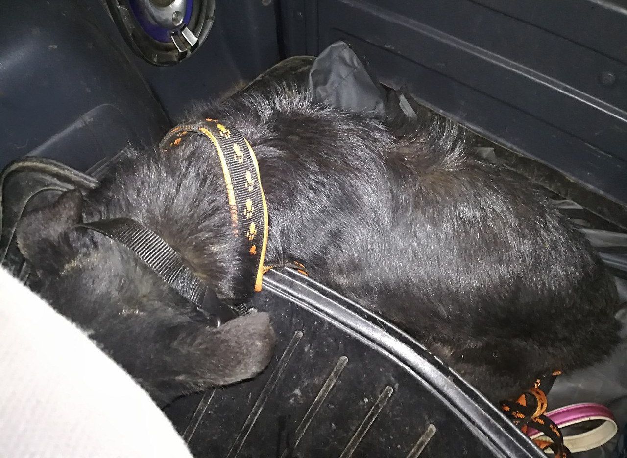 Попавшая в колодец на окраине Рязани собака съела за месяц один пирожок