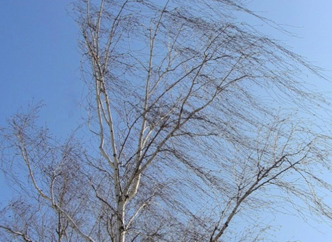 МЧС: в Рязанской области ожидается усиление ветра порывами 18-23 м/с