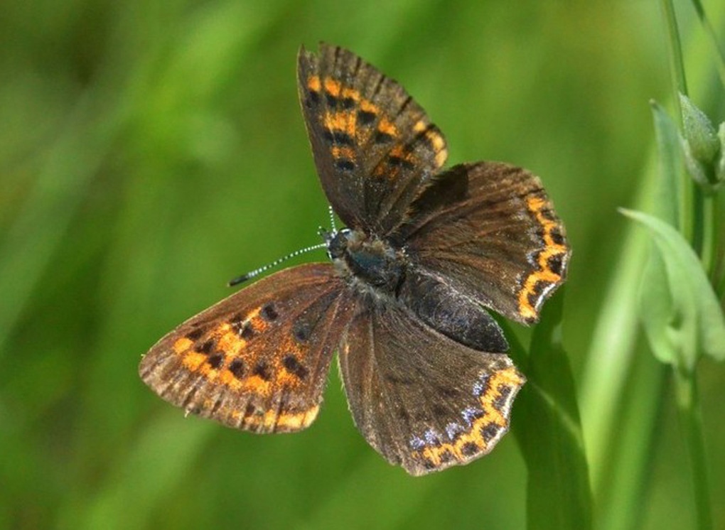 Экологи обнаружили в Рязанской области бабочку червонец Гелла