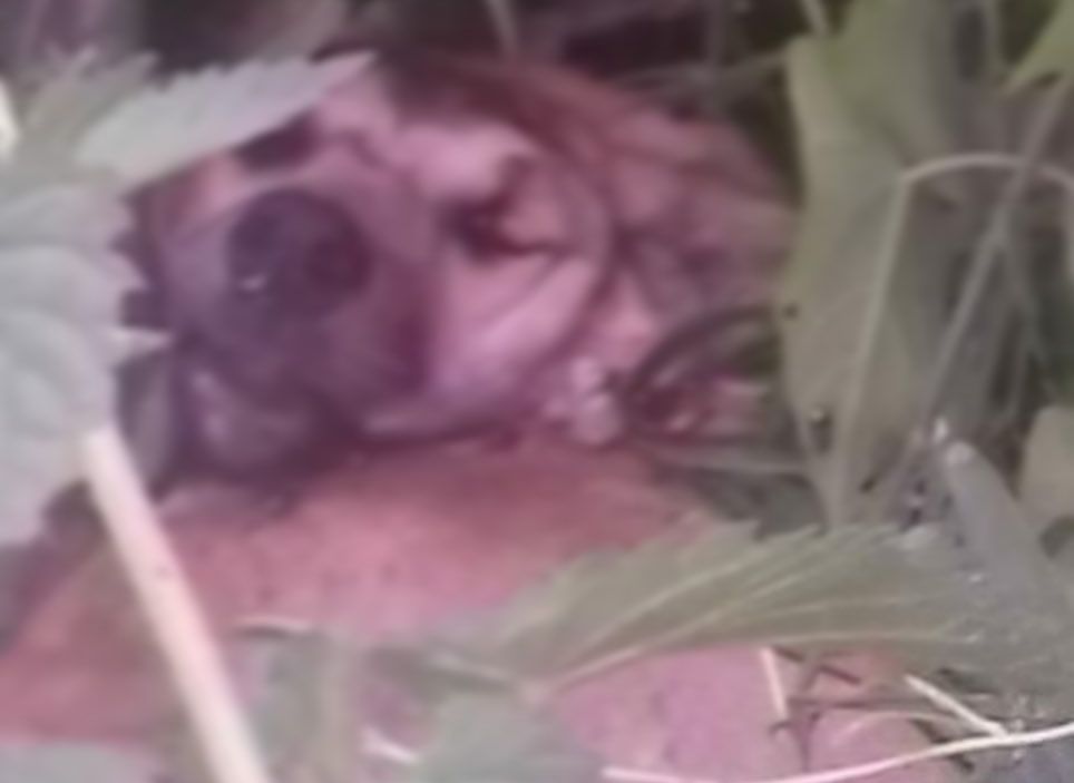 Полиция нашла догхантера, застрелившего собаку и щенков под Рязанью