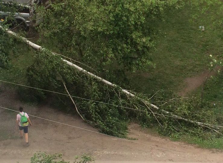 Обнародованы данные о последствиях урагана в Рязанской области
